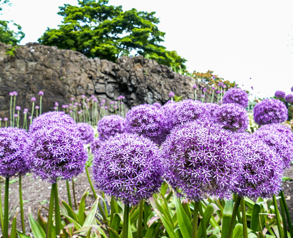 Flowers in Queen Elizabeth Park