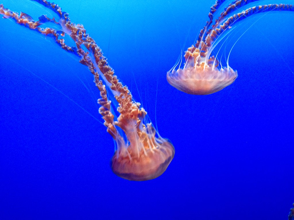 Monterey bay aquarium jelly fish exhibit