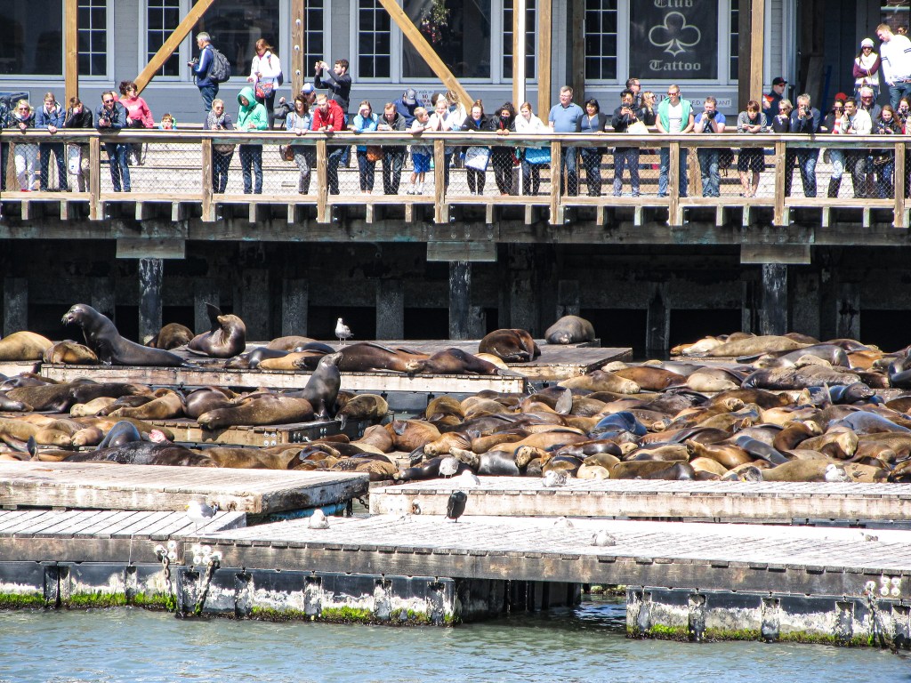 Sea Lions lying around at Pier 39 in San Francisco